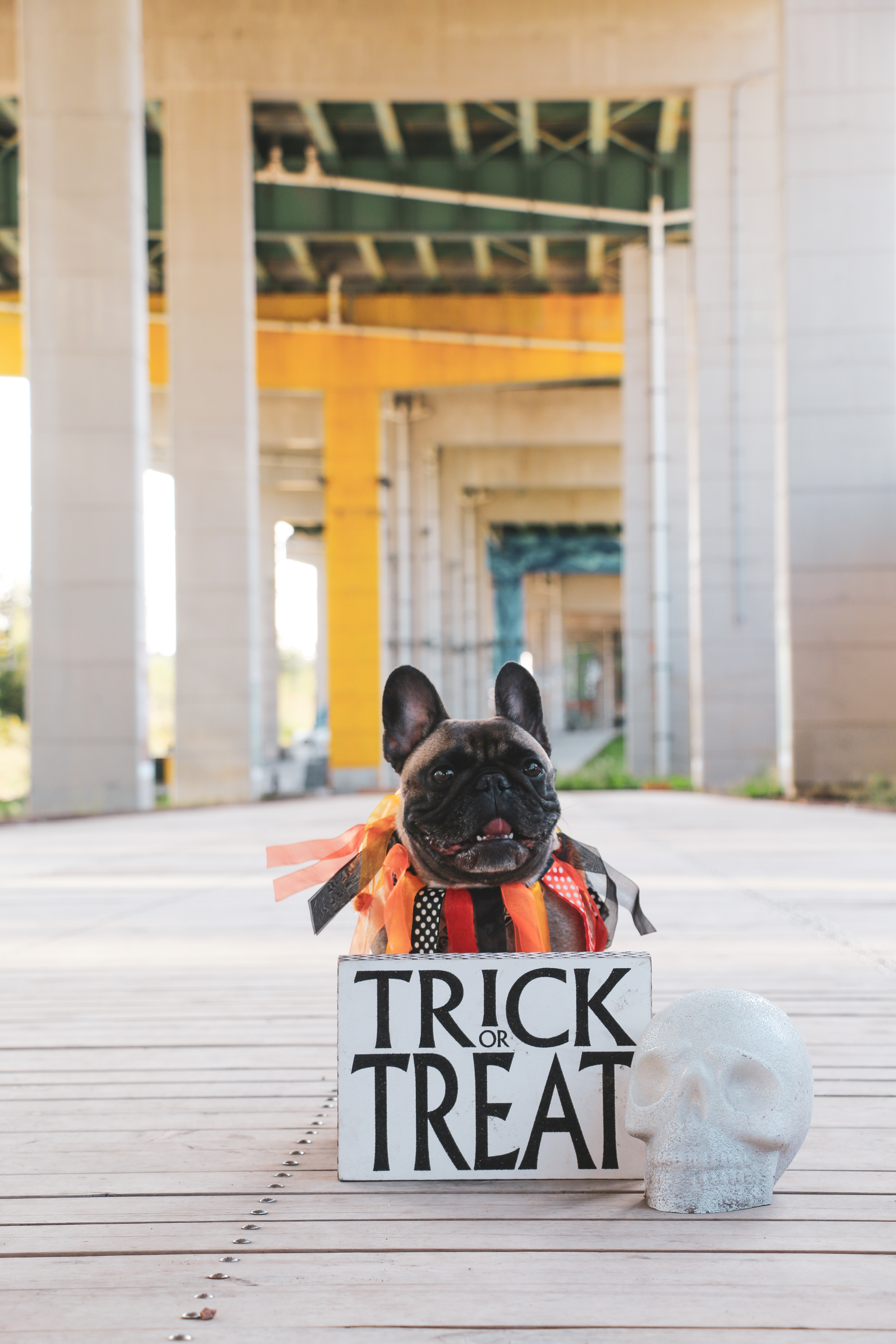 Pup-Lovers Rejoice: A Dog Costume Party Comes to The Bentway This